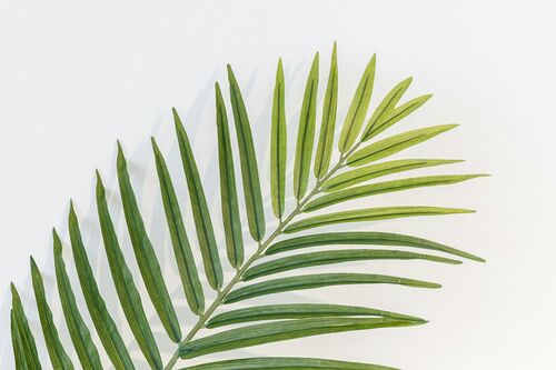 unsplash.com/jonathan castellon